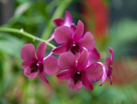 君逸花卉，菏泽市花卉市场之璀璨明珠菏泽花卉市场电话